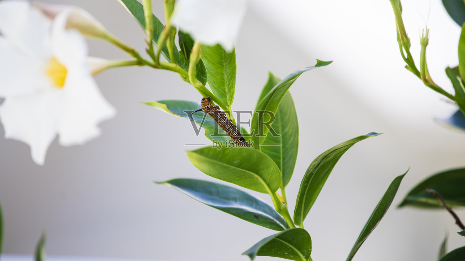 毛毛虫吃树叶的特写照片照片摄影图片