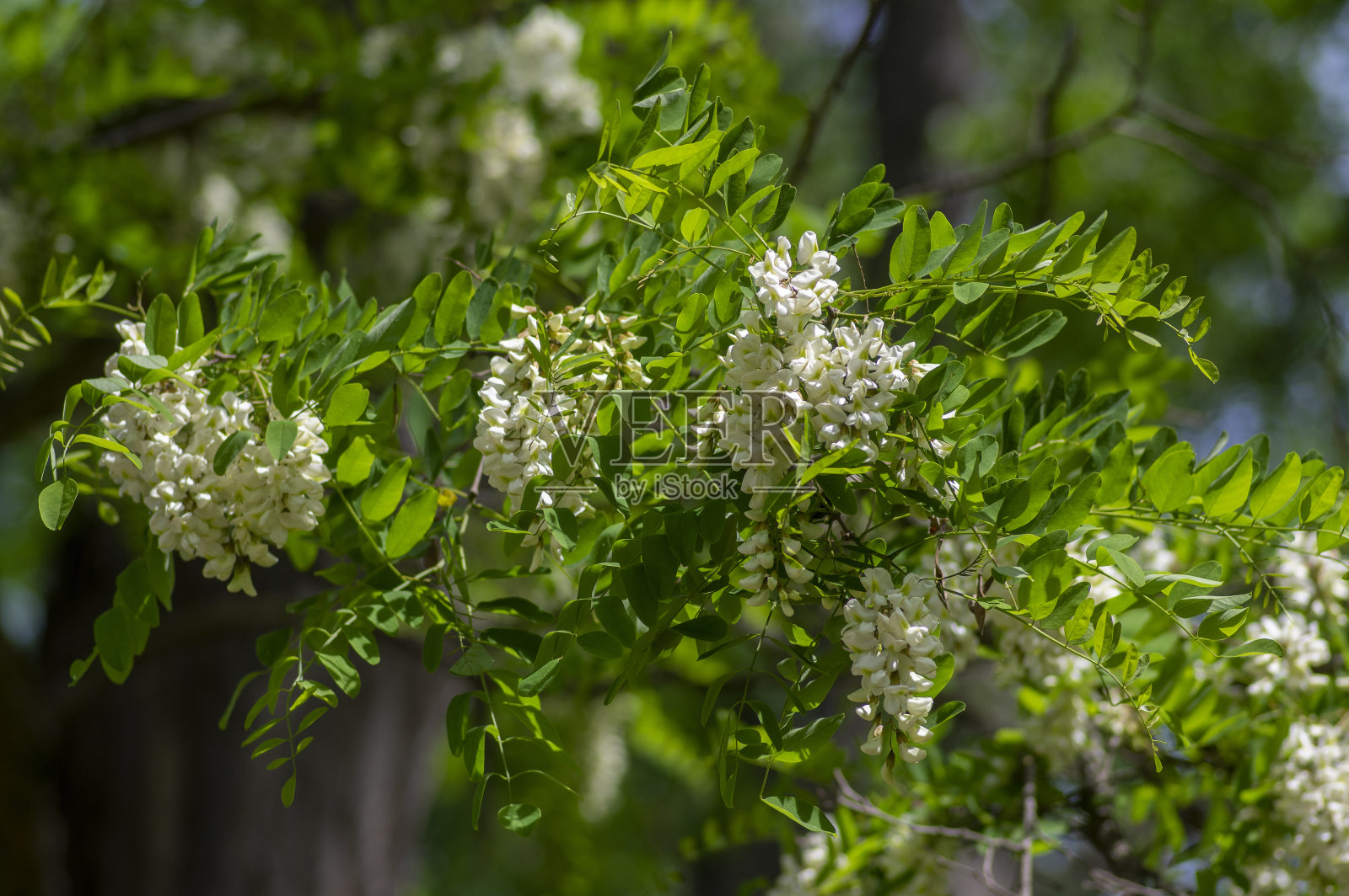 观赏树刺槐在开花，花束洁白明亮，叶子翠绿照片摄影图片