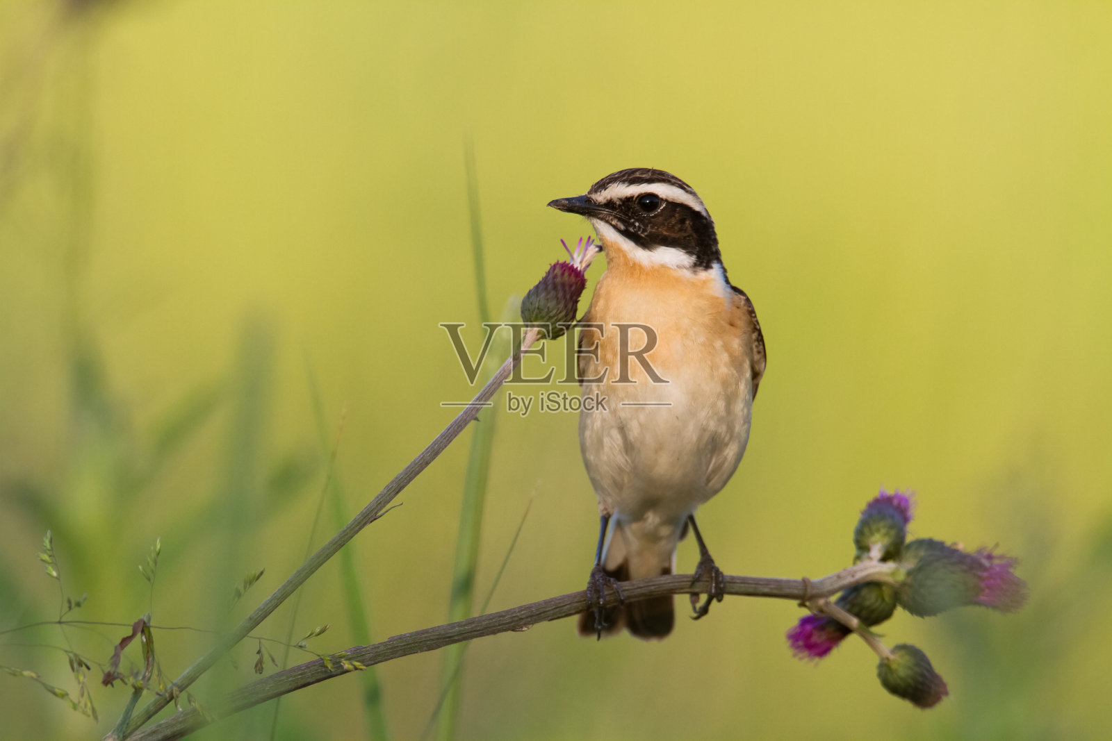 鸟，鸟坐在杂草上，雄性，惊人的背景与温暖的光的夏天时间波兰，欧洲照片摄影图片