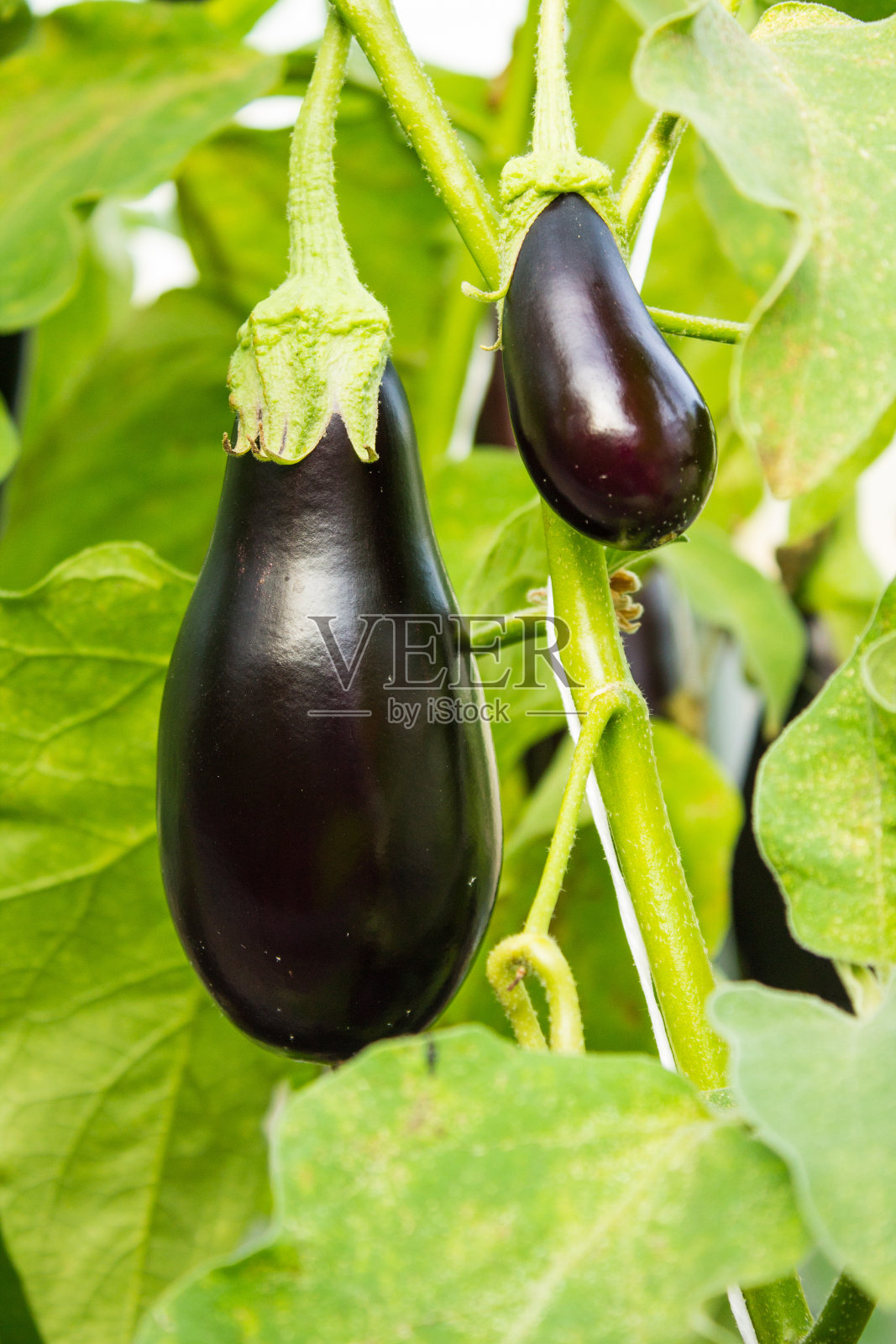 在温室里有绿叶的灌木上的茄子果实照片摄影图片