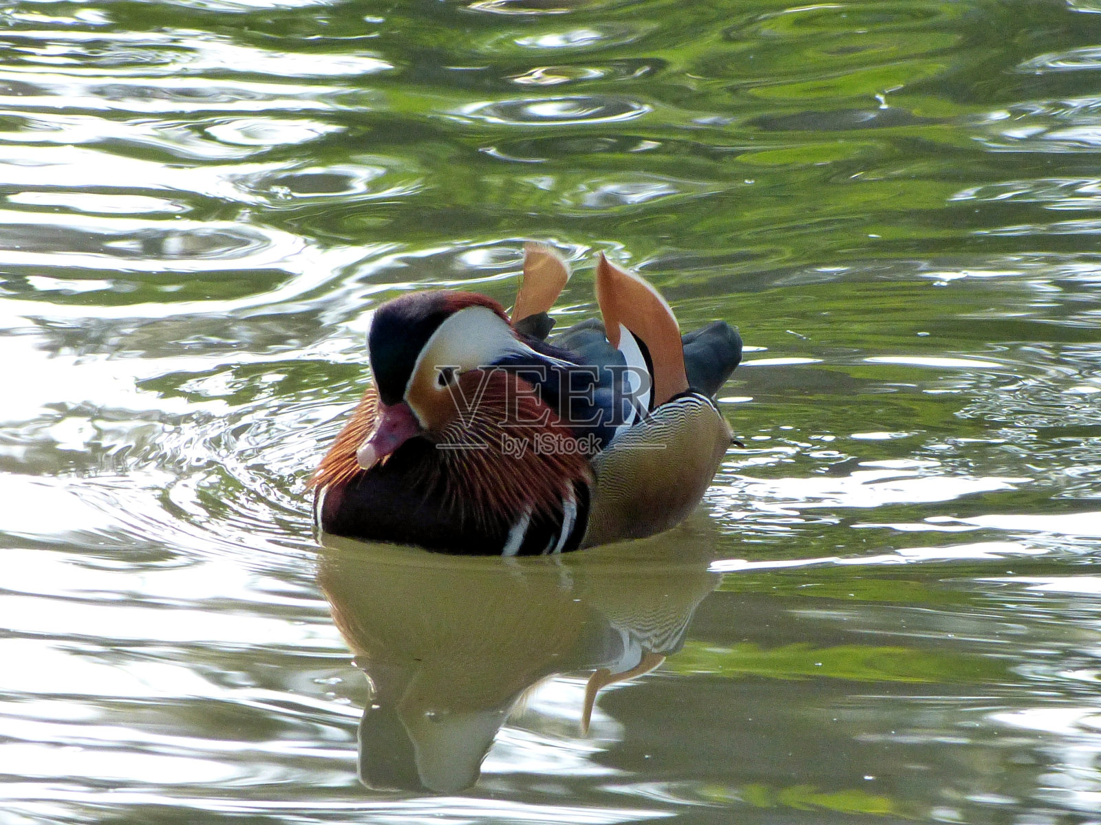 鸳鸯照片摄影图片