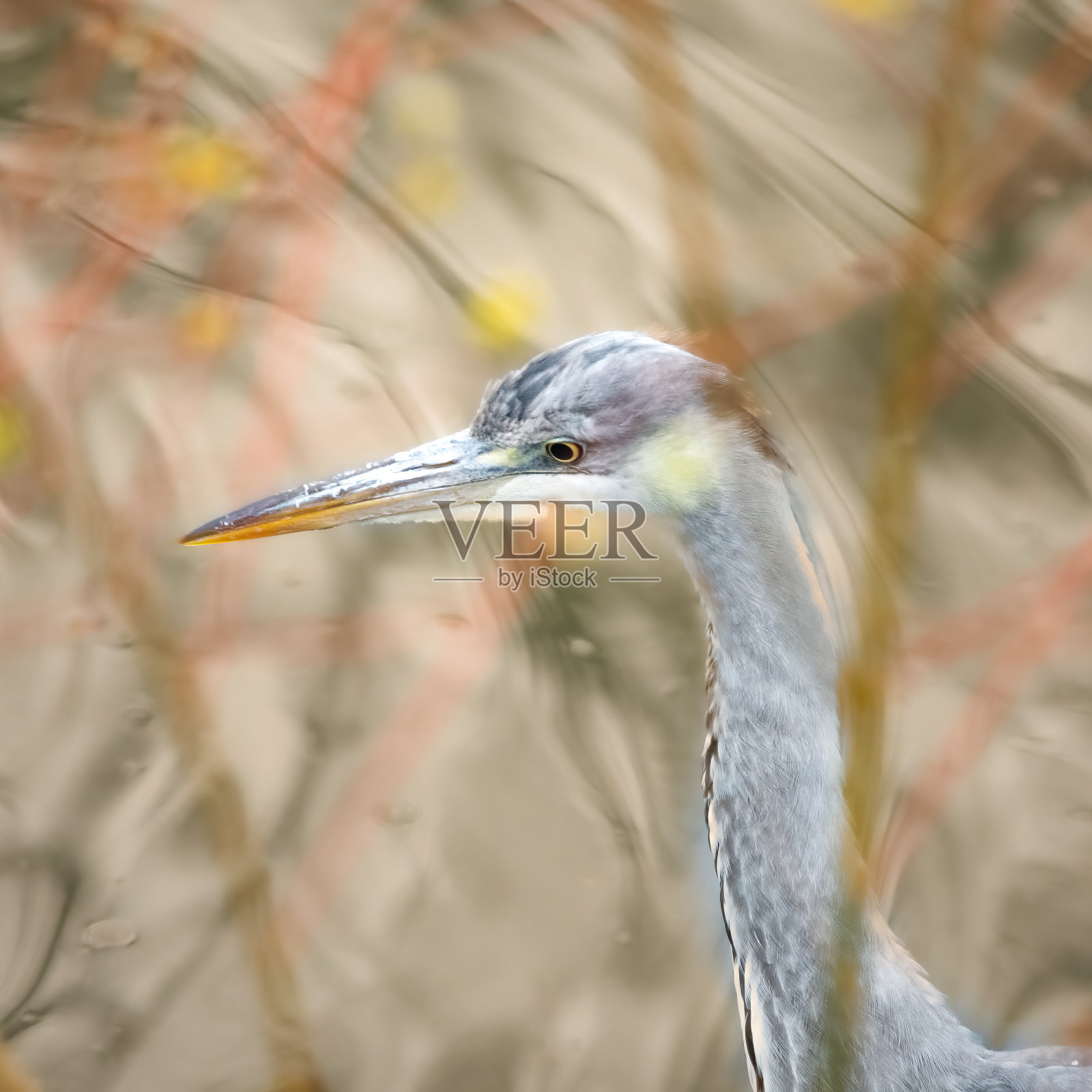 苍鹭的肖像照片摄影图片
