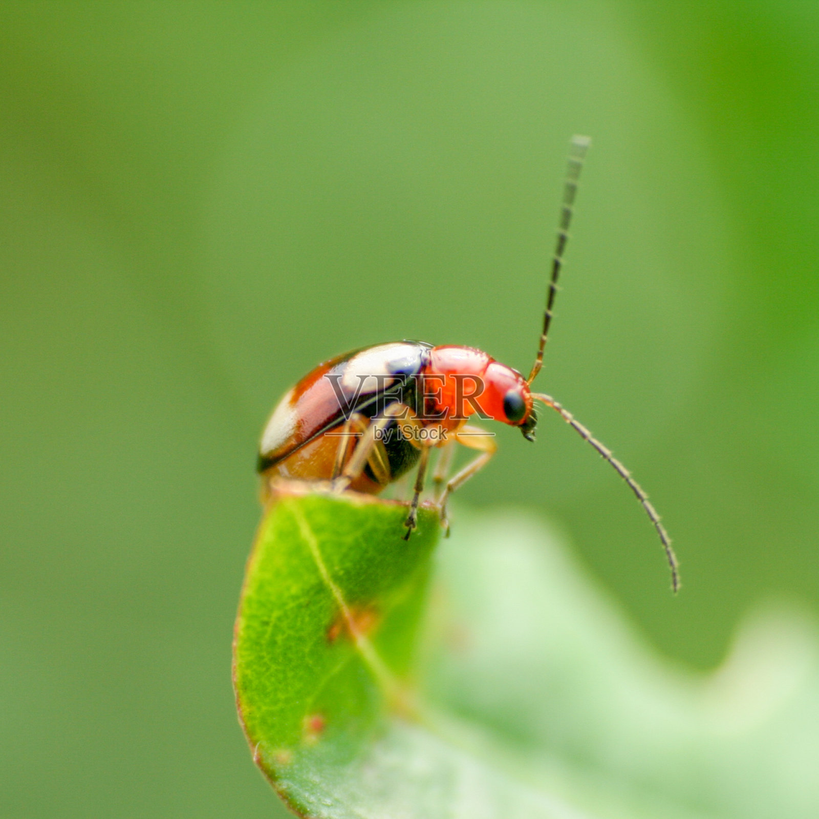 瓢虫照片摄影图片