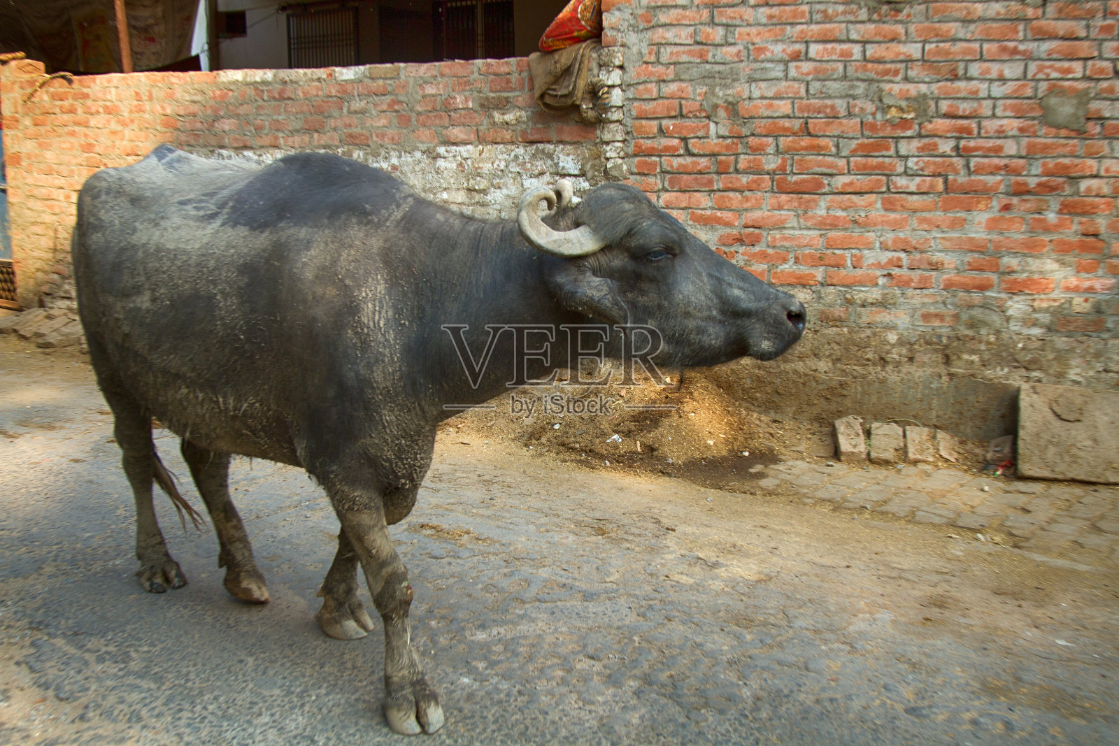 水牛在泥里照片摄影图片