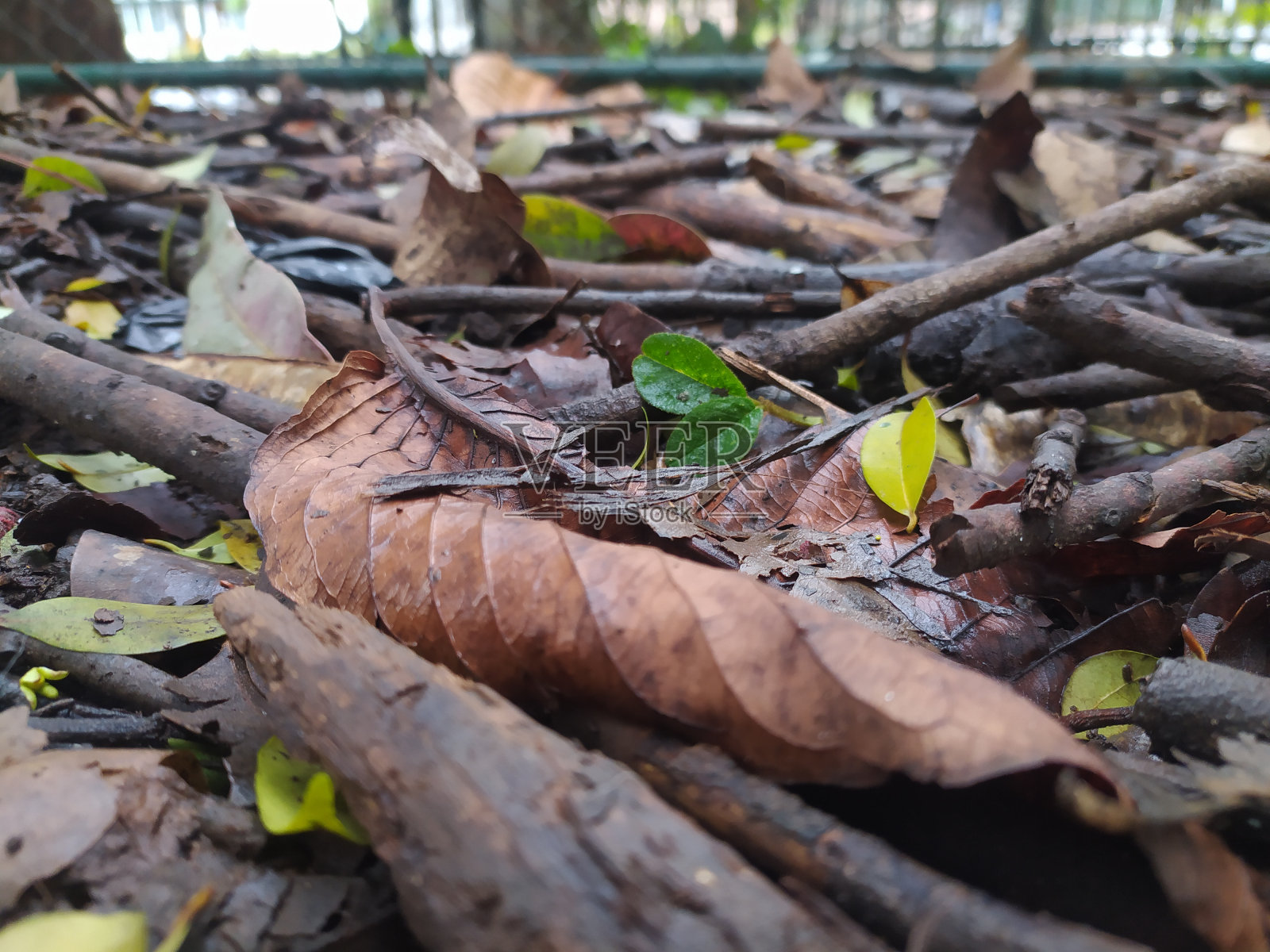 公园地面上的树叶、树枝、树枝和花瓣照片摄影图片