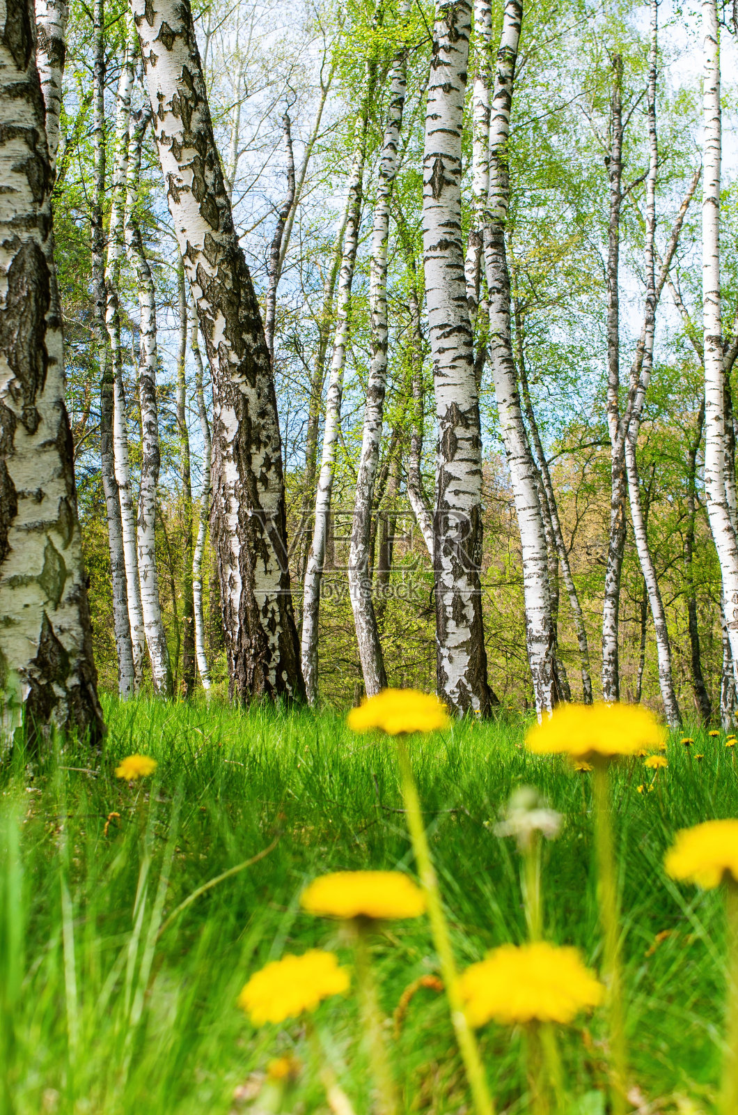 白桦树林照片摄影图片