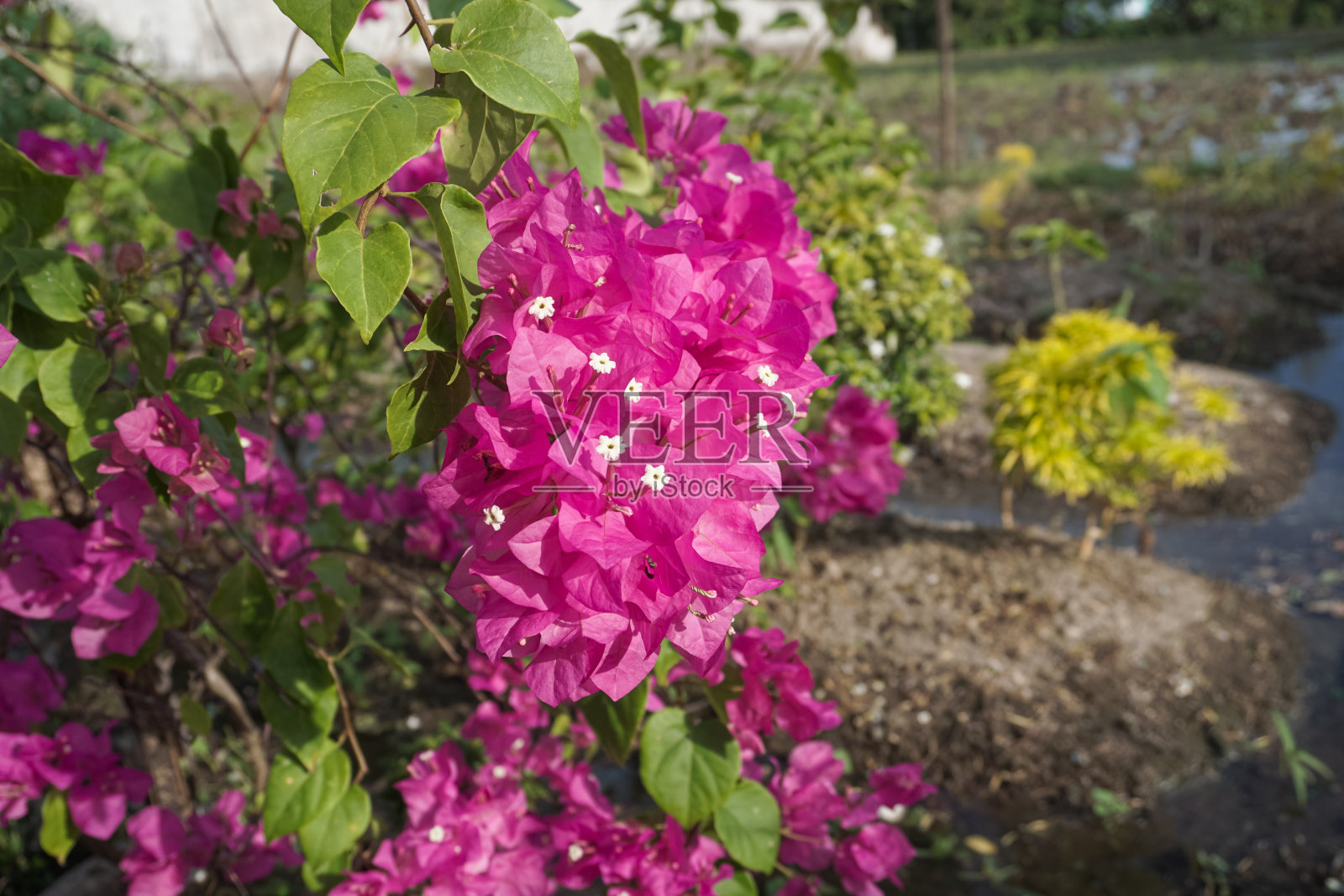 花的花园照片摄影图片