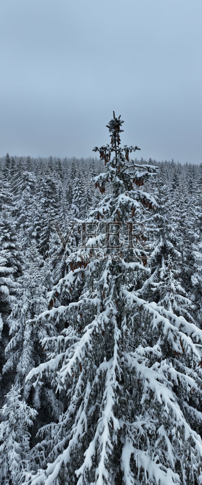 无人机鸟瞰道路在田园诗般的冬季景观自然在茂密的森林与新雪。照片摄影图片