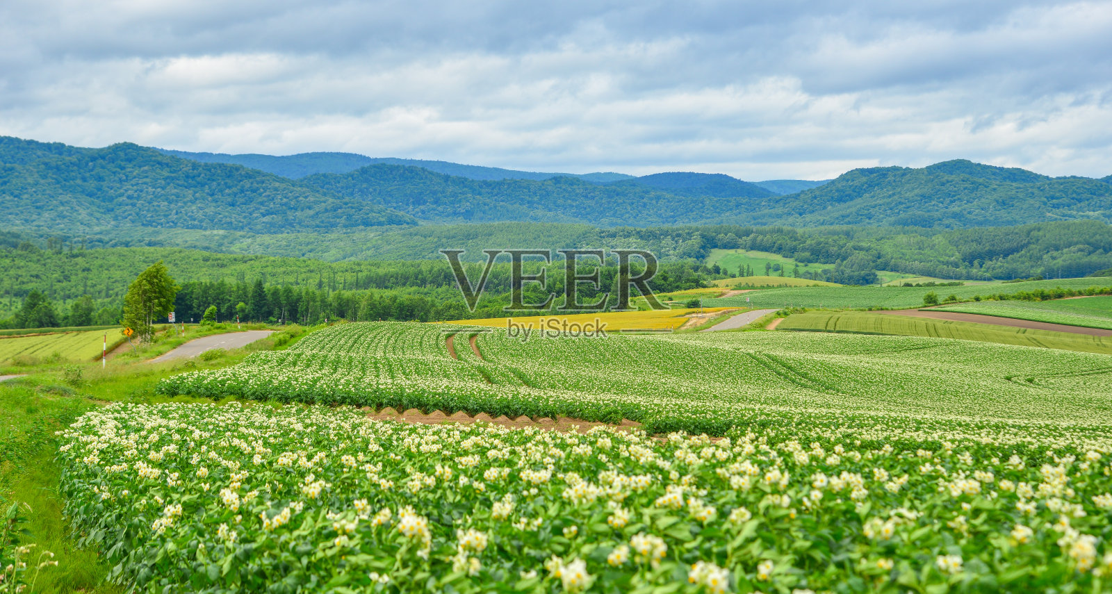 夏日美丽的乡村风光照片摄影图片