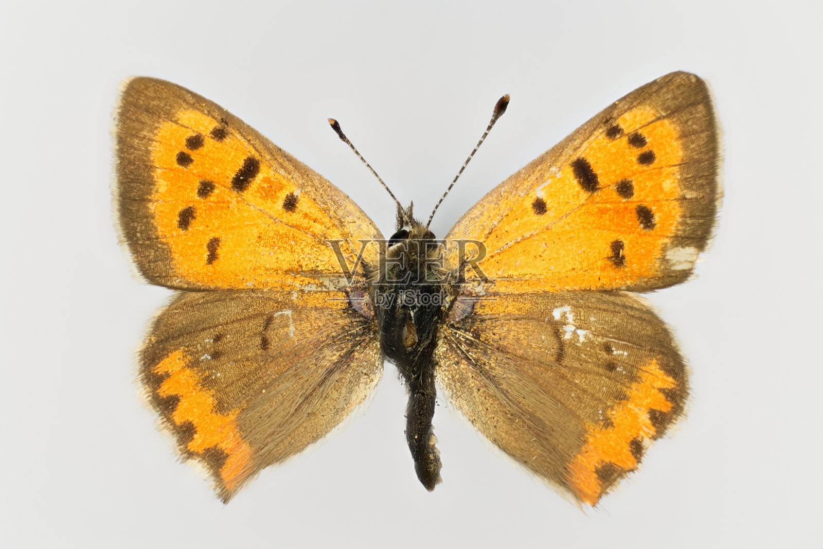 小铜，狼蛛(狼蛛科)。照片摄影图片