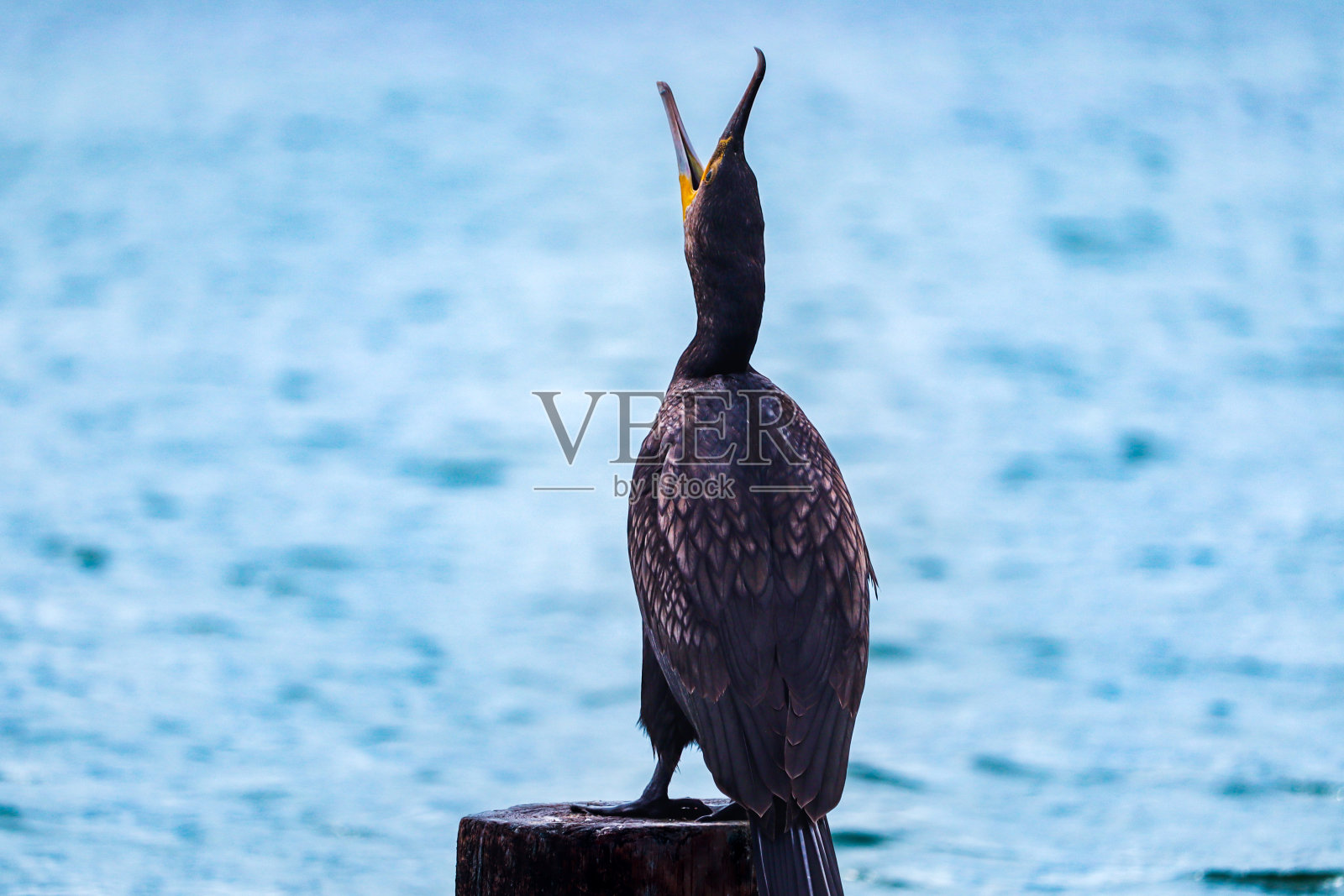 贪婪的人照片摄影图片
