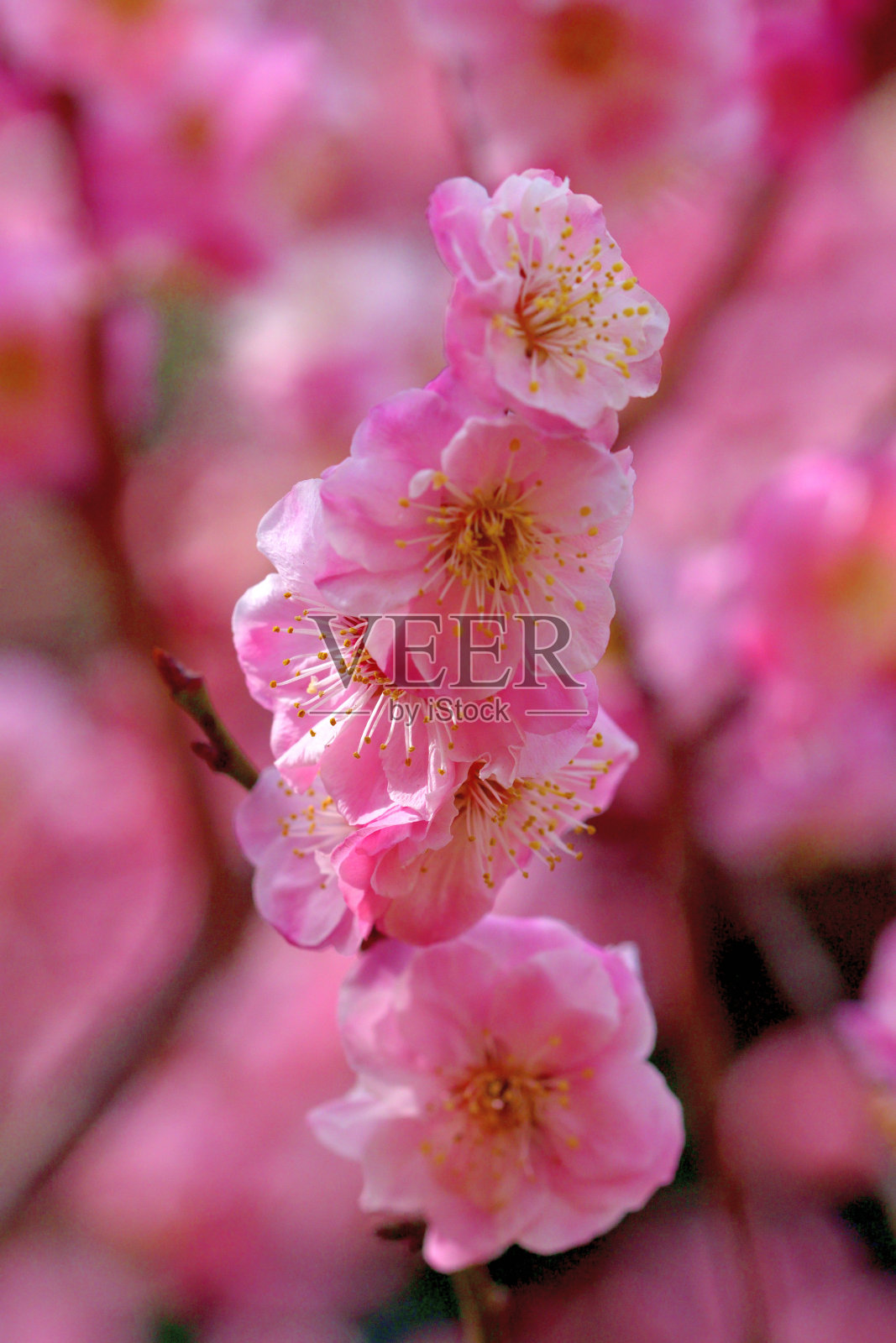 东京，日本公园里盛开的梅花照片摄影图片