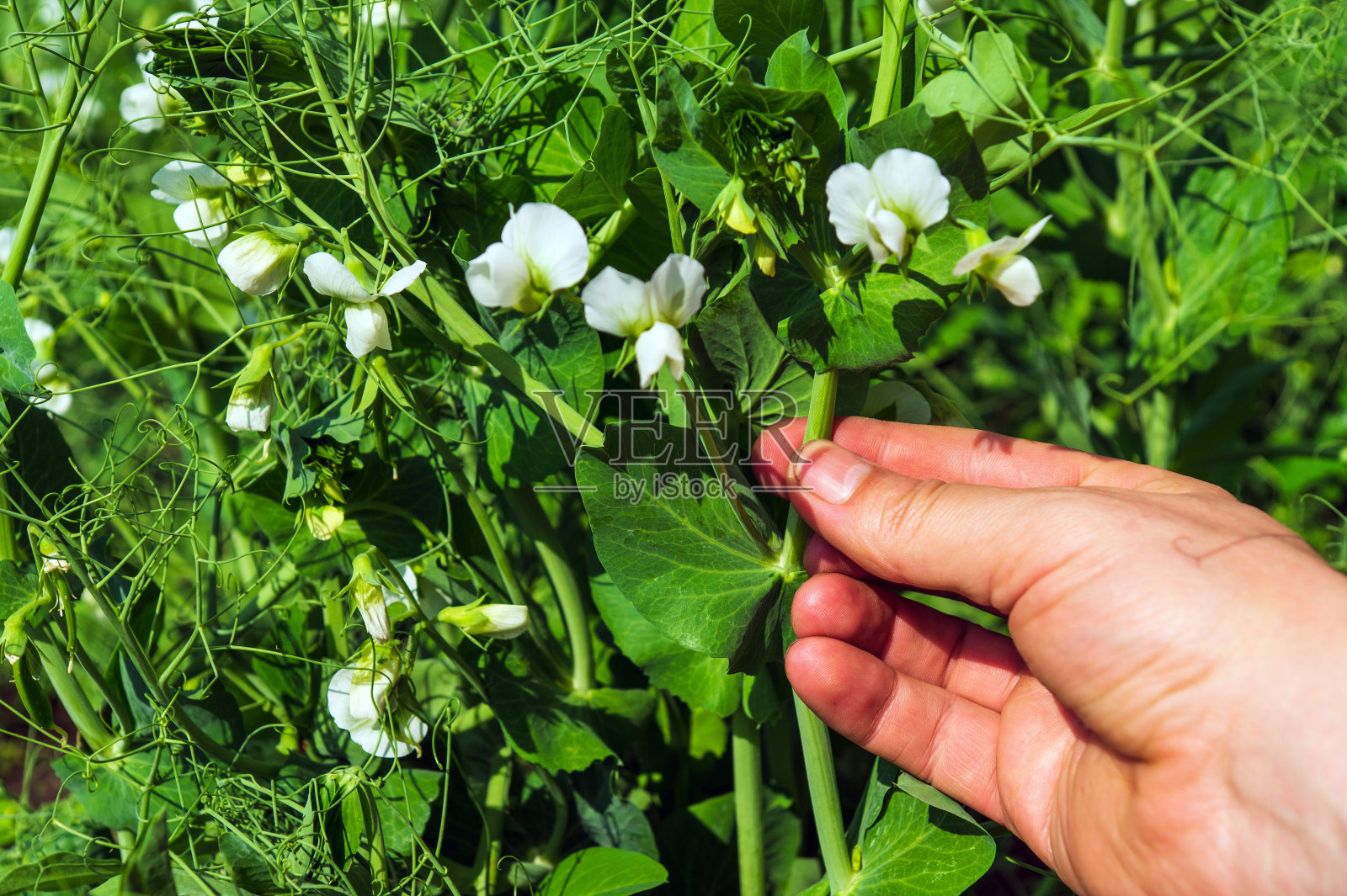 一位农民在种植园里检查豌豆的开花情况。农学家的手特写。豌豆保健照片摄影图片