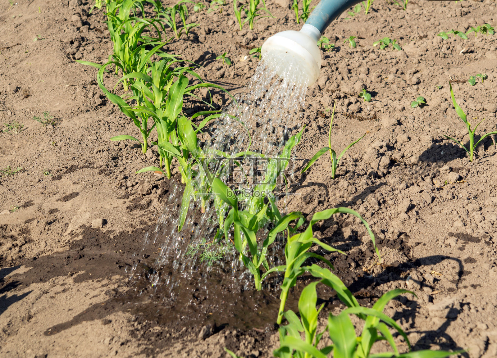 喷壶里的水浇到小玉米的叶子上照片摄影图片