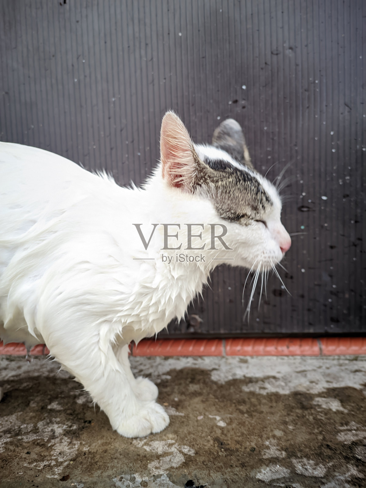 这是一只当地的白色猫，它的主人在房子的露台前给它洗澡后，它的身体湿润了照片摄影图片