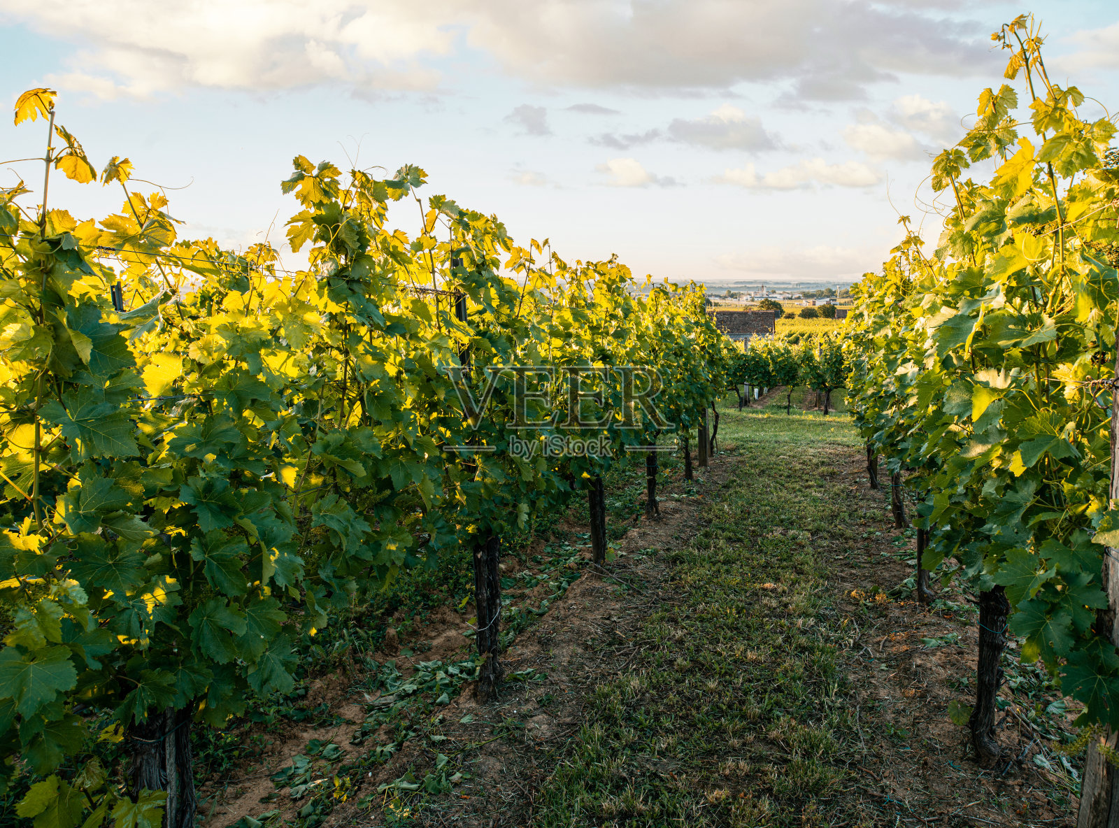 日出时的葡萄园，匈牙利，欧洲照片摄影图片