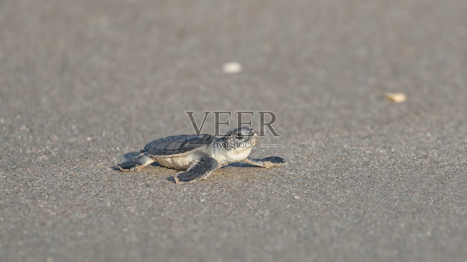 刚孵出的绿海龟照片摄影图片