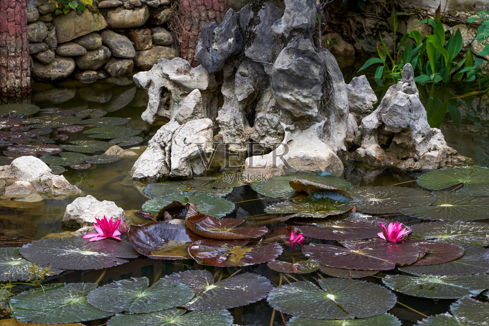 公园里美丽的荷塘和盛开的睡莲照片摄影图片