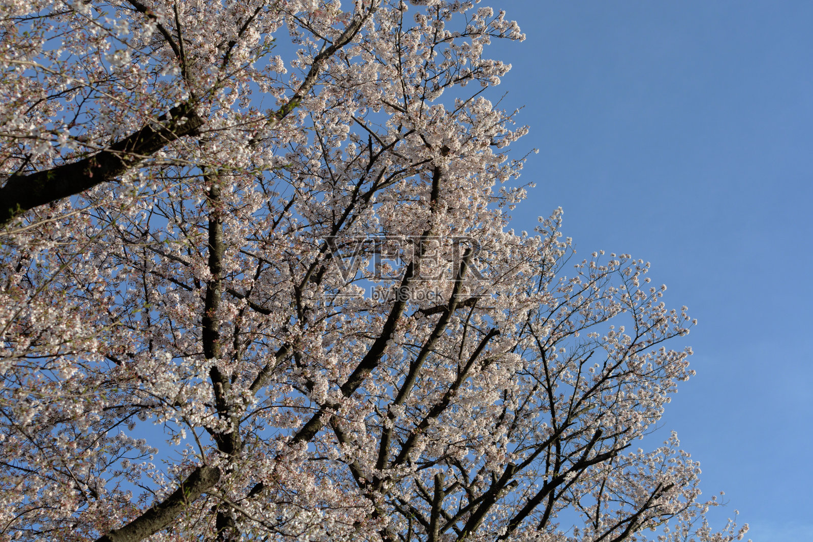 樱花照片摄影图片