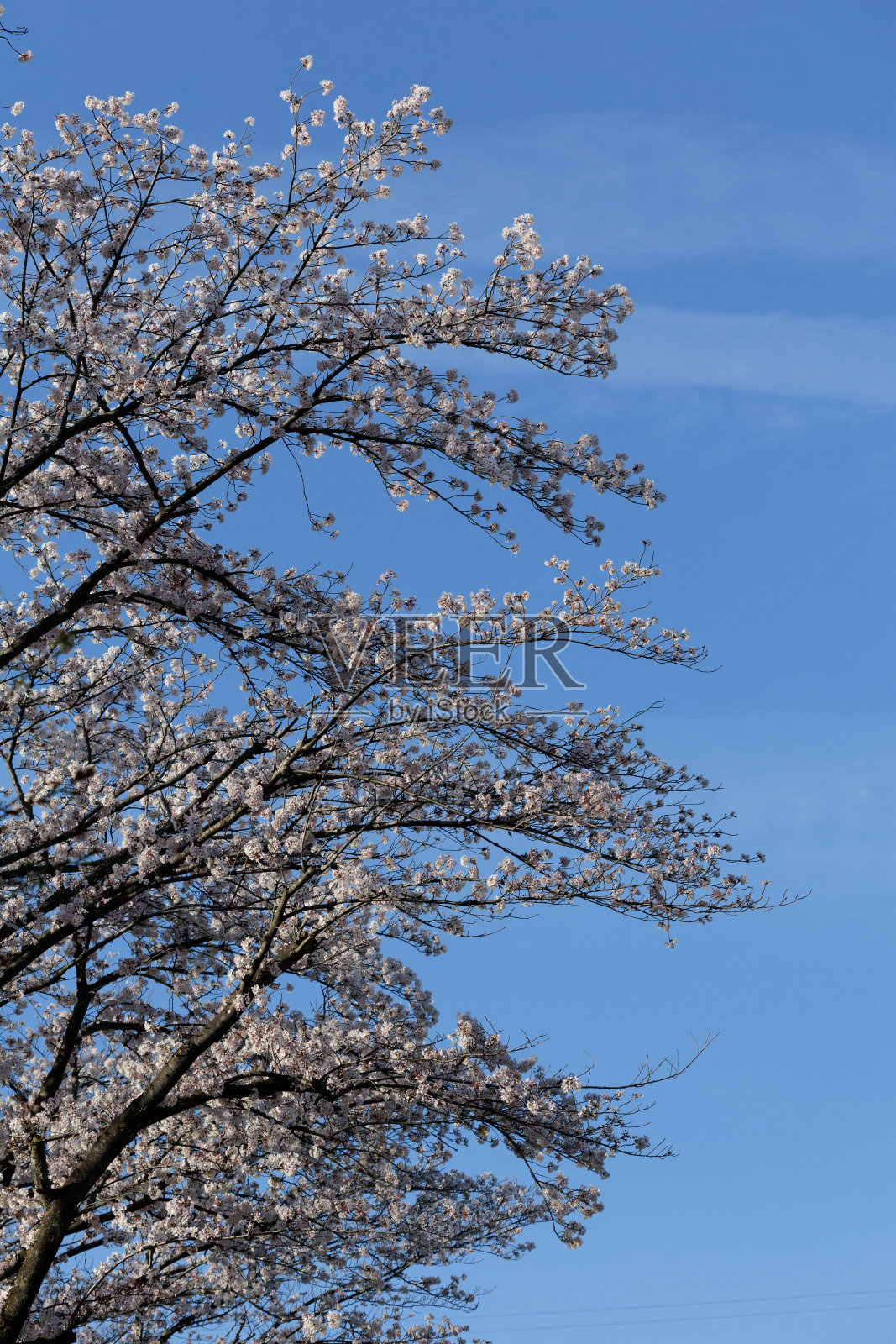 樱花照片摄影图片