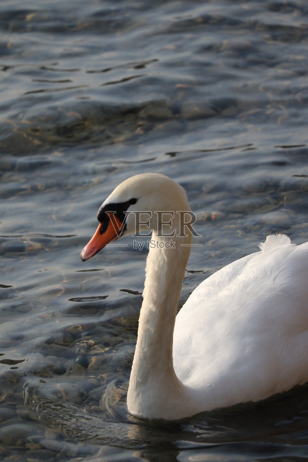 前方的天鹅照片摄影图片