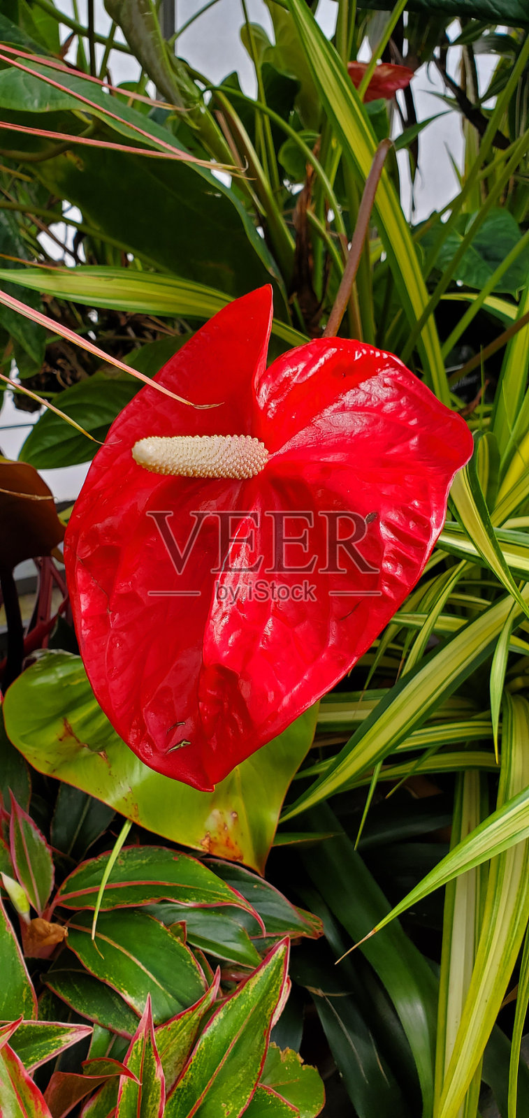 红掌属植物照片摄影图片