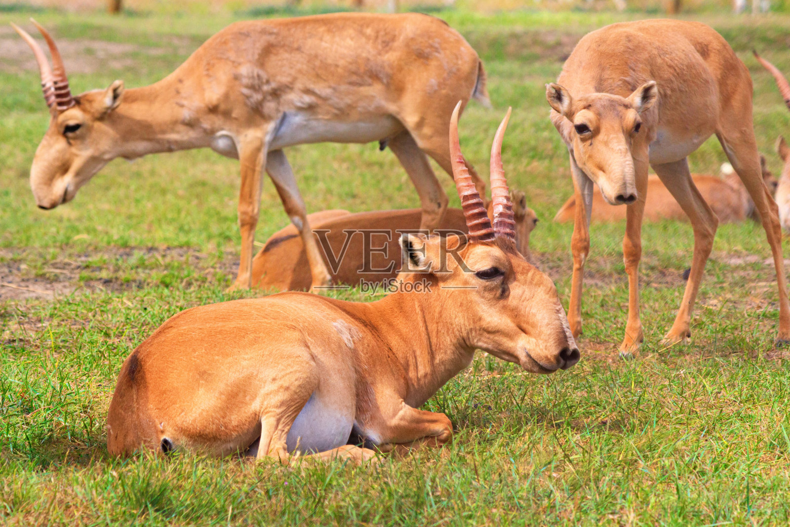 夏季景观——在炎热的夏季太阳下，干燥草原上的羚羊群照片摄影图片