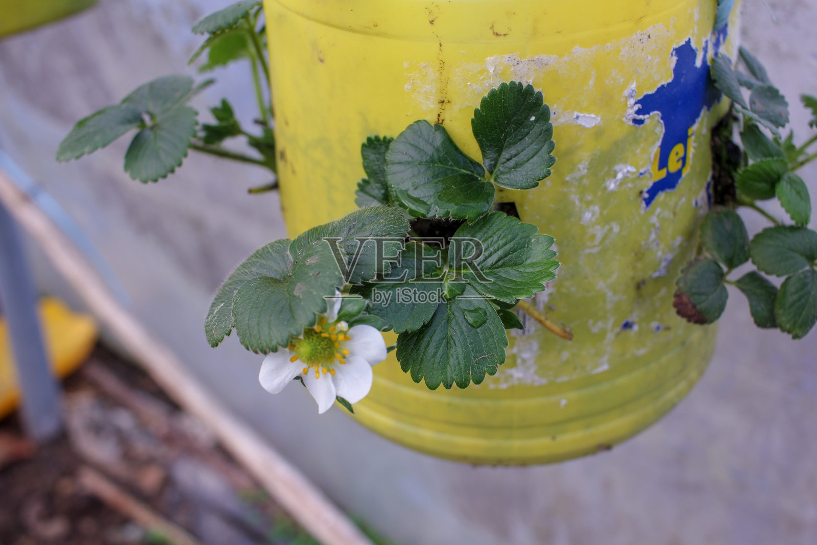 自己做草莓罐子照片摄影图片