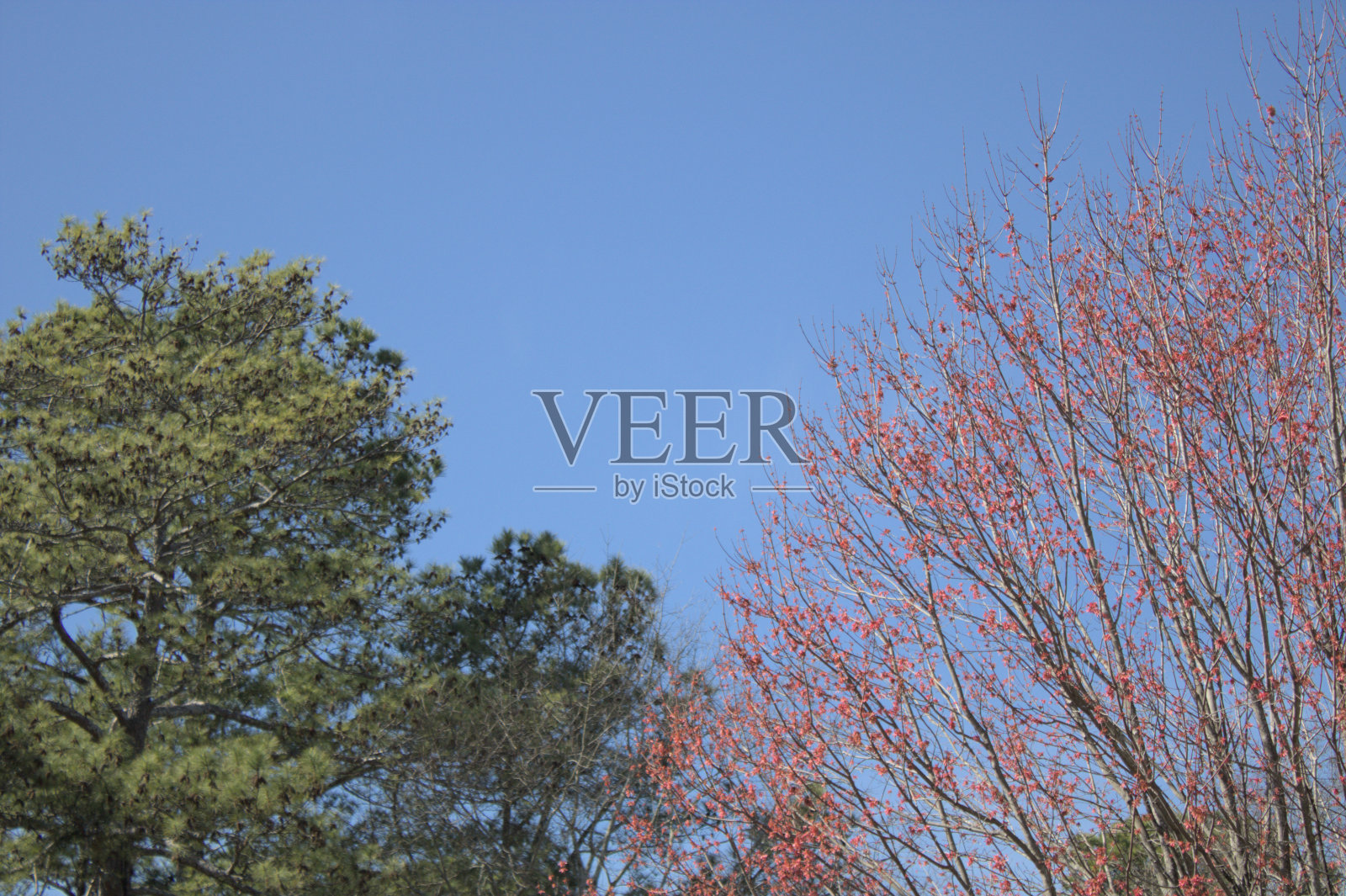 这是一张红色和绿色树木的图片。照片摄影图片