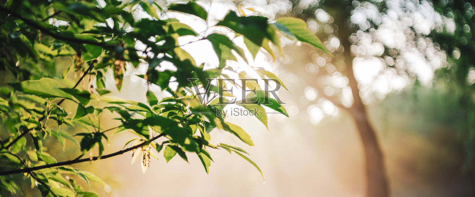 风景明媚自然绿色背景。阳光照在美丽的树叶上。令人惊叹的早晨自然景观与阳光。阳光灿烂的日子里，绿意盎然。阳光下的植被景观。照片摄影图片