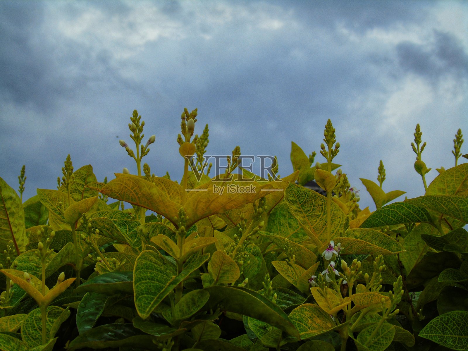 美丽的花照片摄影图片