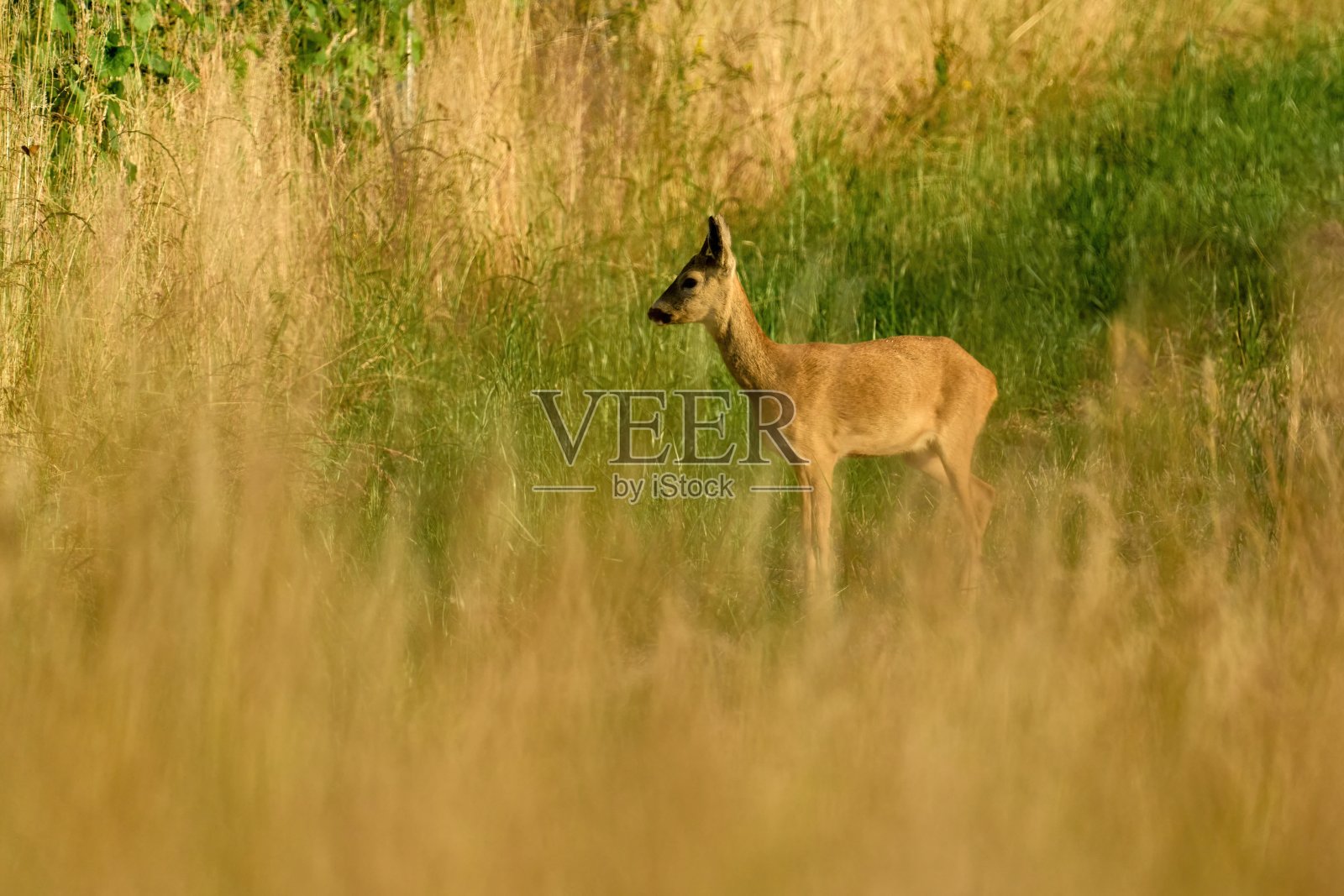 一只小雄鹿躲在又高又干的草丛里照片摄影图片