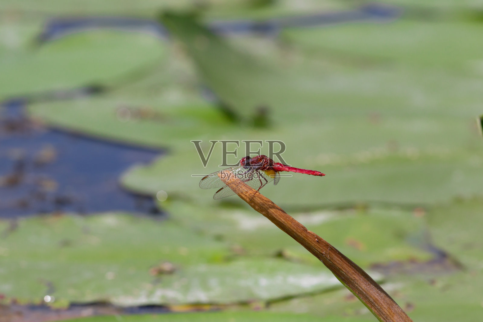 红蜻蜓坐在一根棍子上。夏日的大自然，池塘边，睡莲和绿色植物。照片摄影图片