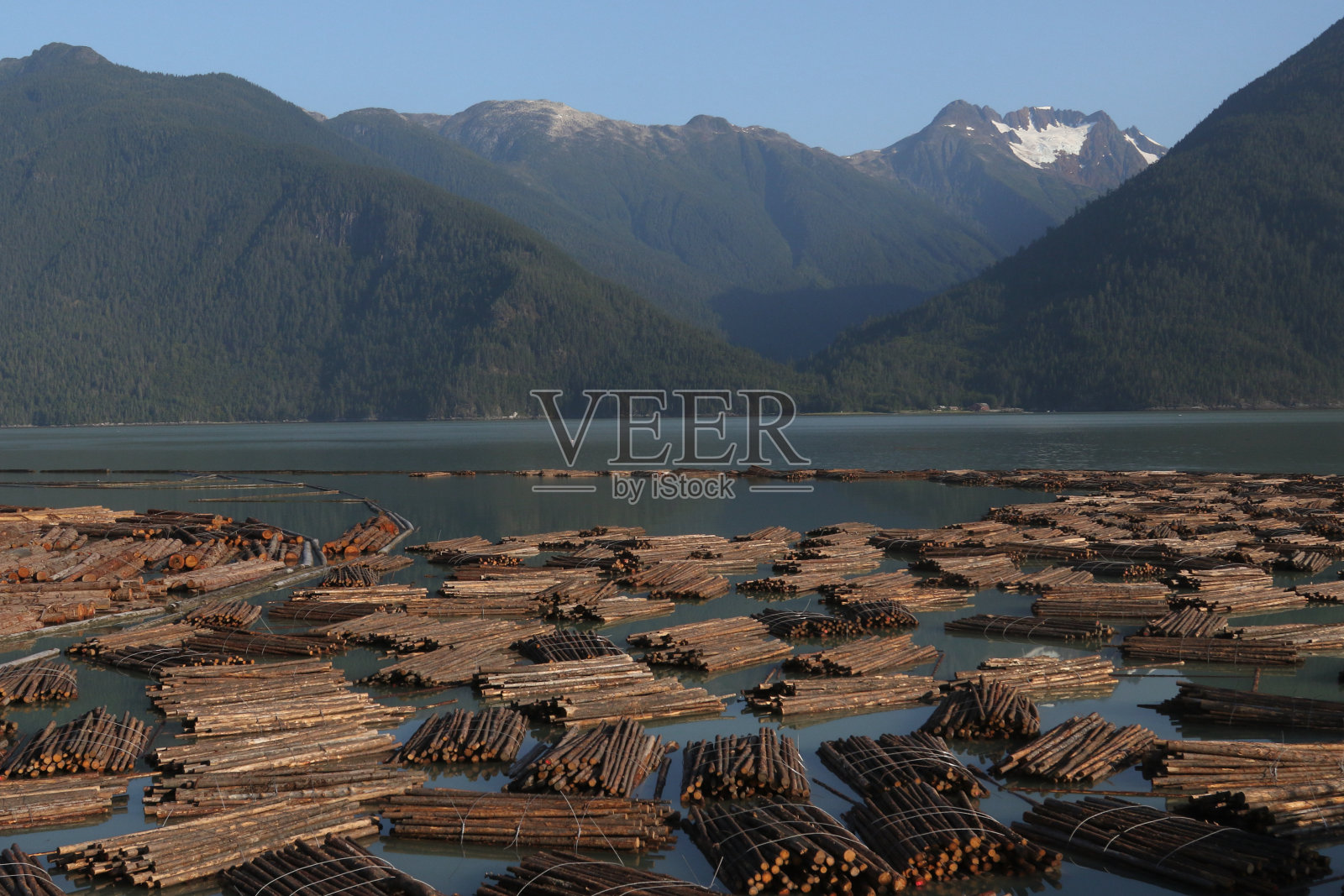 不列颠哥伦比亚省贝拉库拉附近海洋中的漂浮木材照片摄影图片