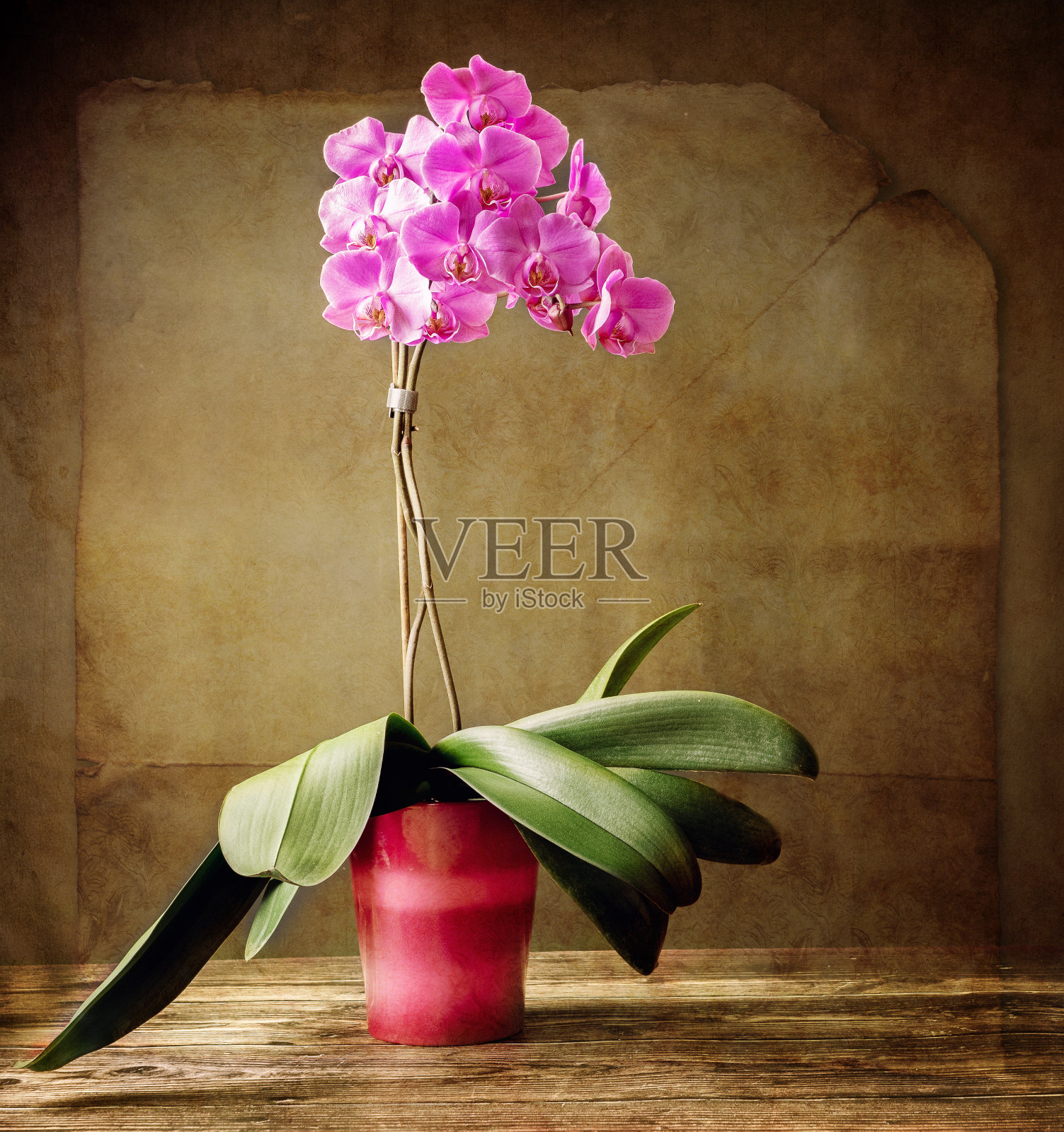 古色古香的静物，木桌上有一朵盛开的兰花。照片摄影图片