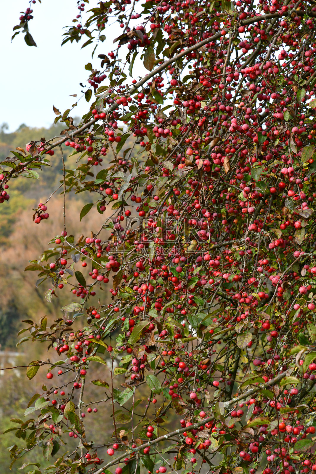 樱桃苹果-芭蕉照片摄影图片