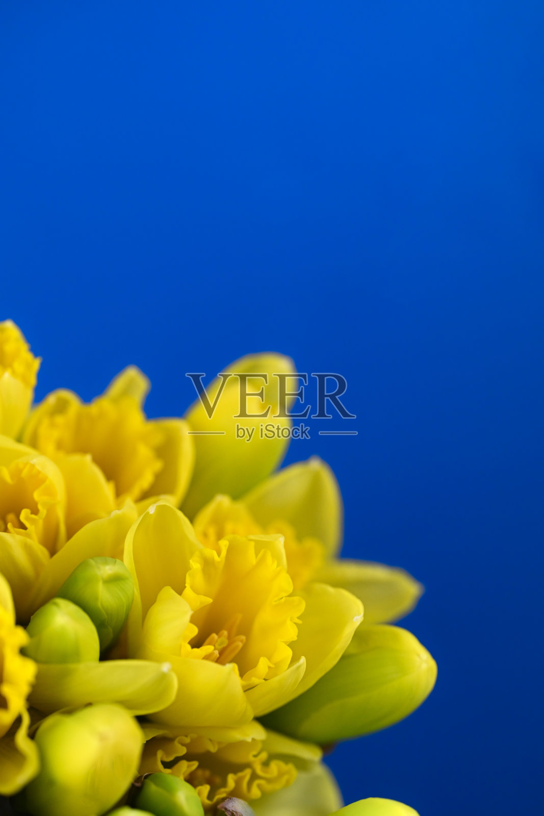 水仙花儿照片摄影图片