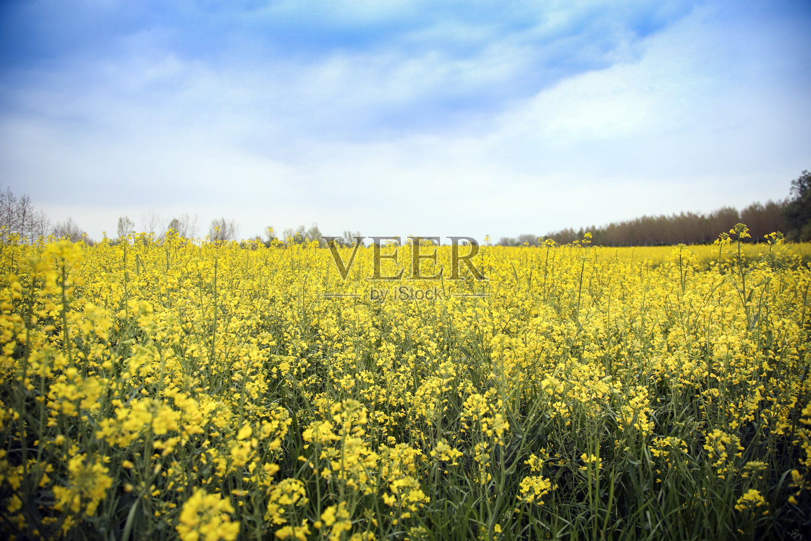 油料领域照片摄影图片