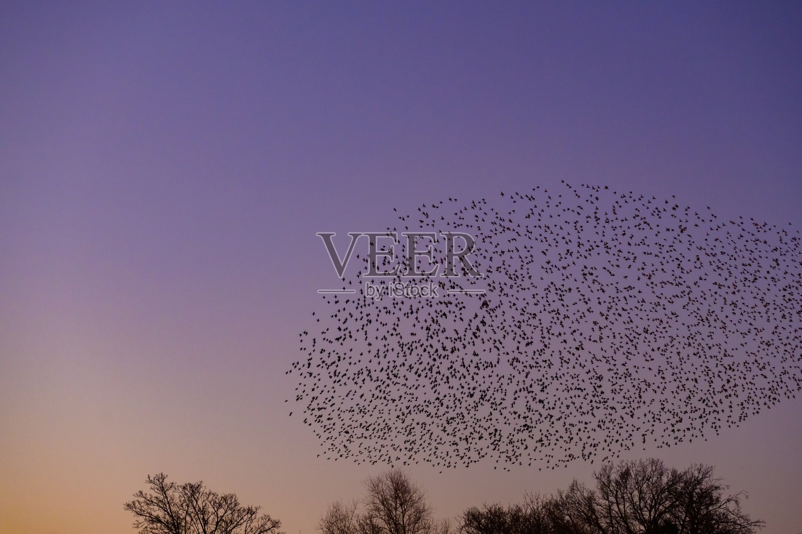 日落时分，椋鸟与天空中飞翔的鸟儿喃喃低语照片摄影图片