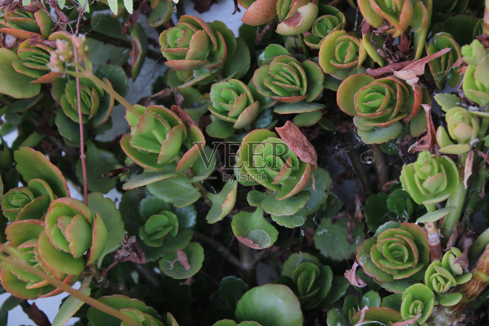 一种多肉植物的特写，上面有一只小蜘蛛照片摄影图片