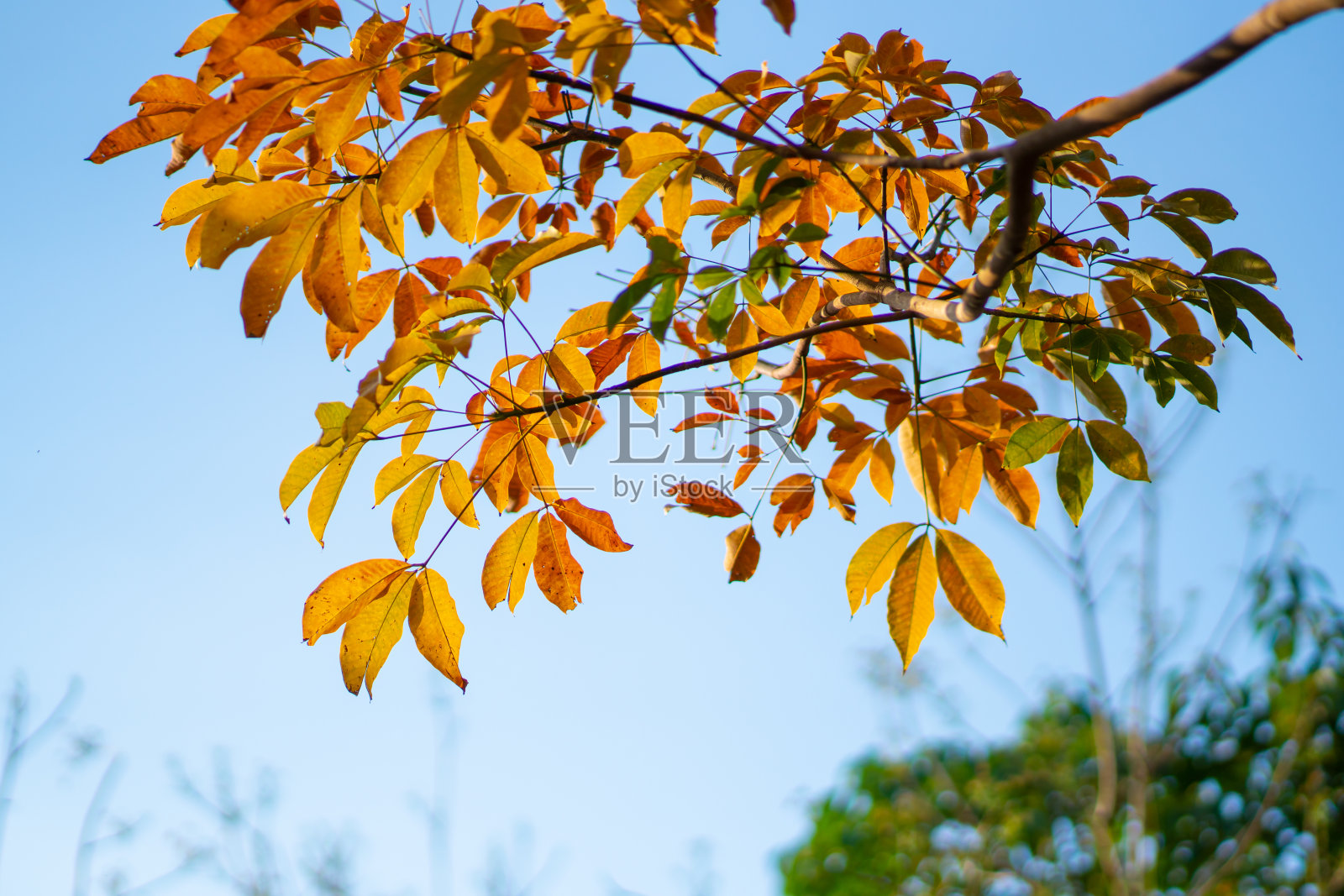 大自然树木按钮查看蓝天背景照片摄影图片
