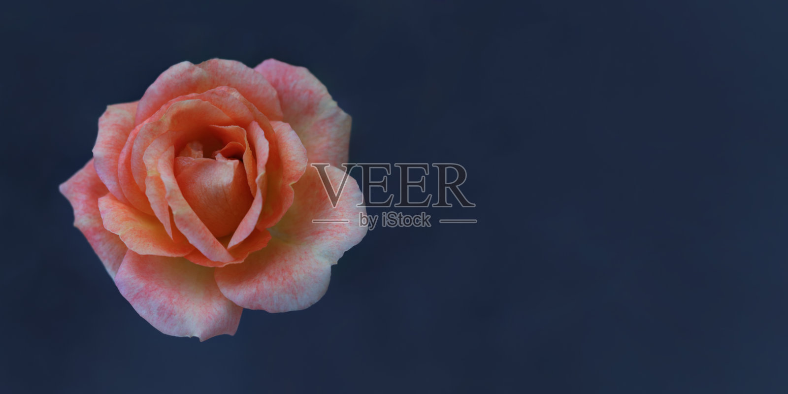 珊瑚红的玫瑰盛开。特写橙色玫瑰在夏季花园与绿色模糊的背景。浅景深和复制空间。抽象自然的绿紫色背景。花丛照片摄影图片