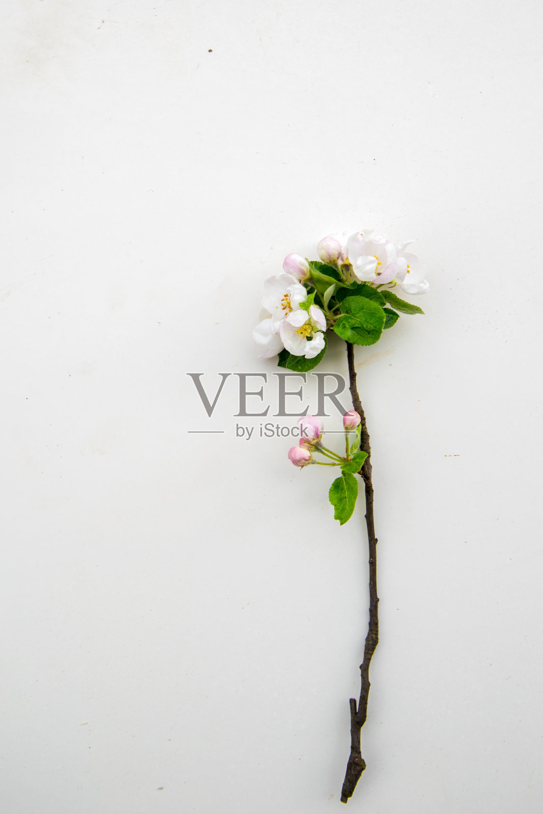 苹果树枝，白色背景，孤立照片摄影图片