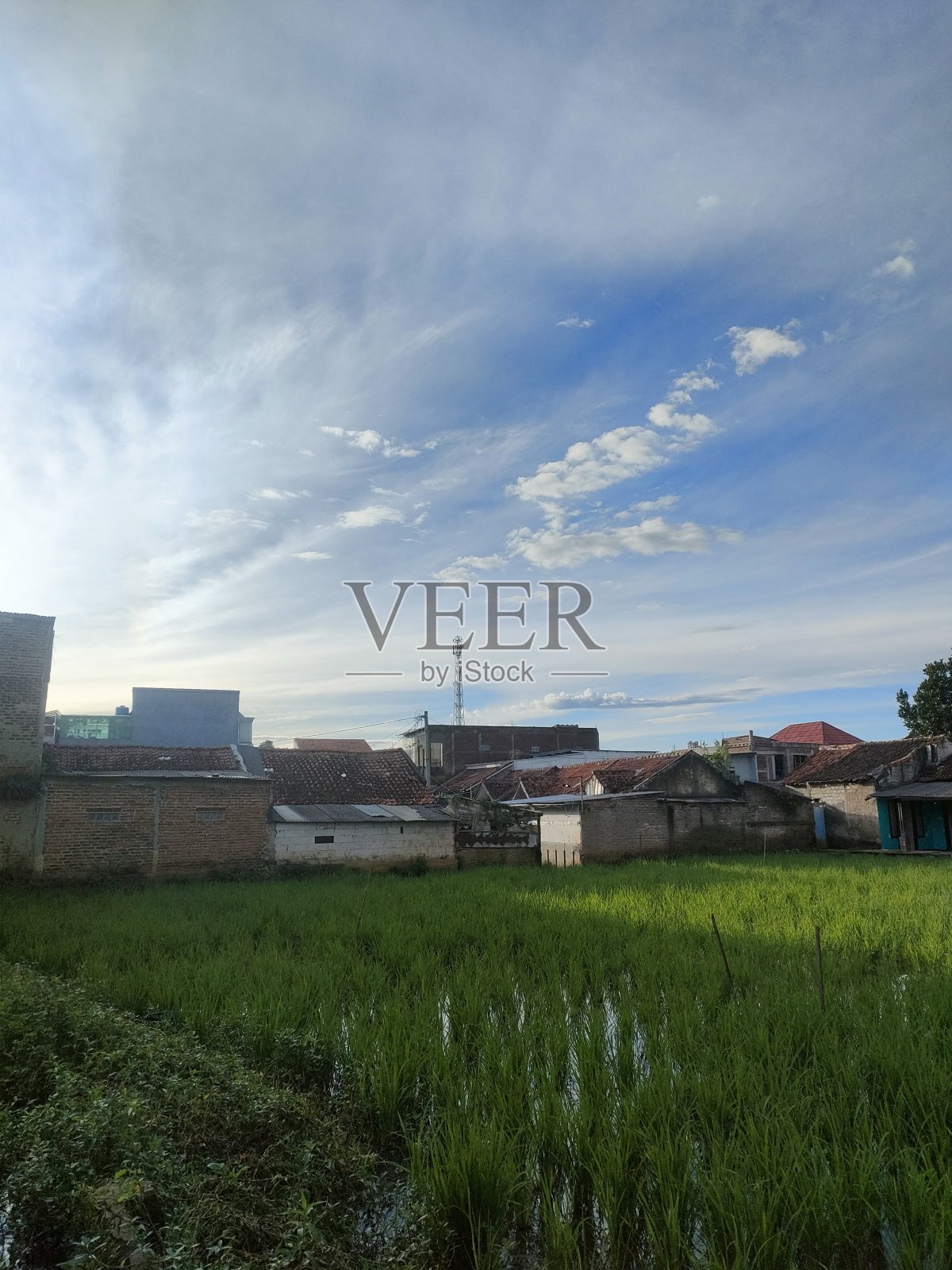 一个小镇上的稻田照片摄影图片