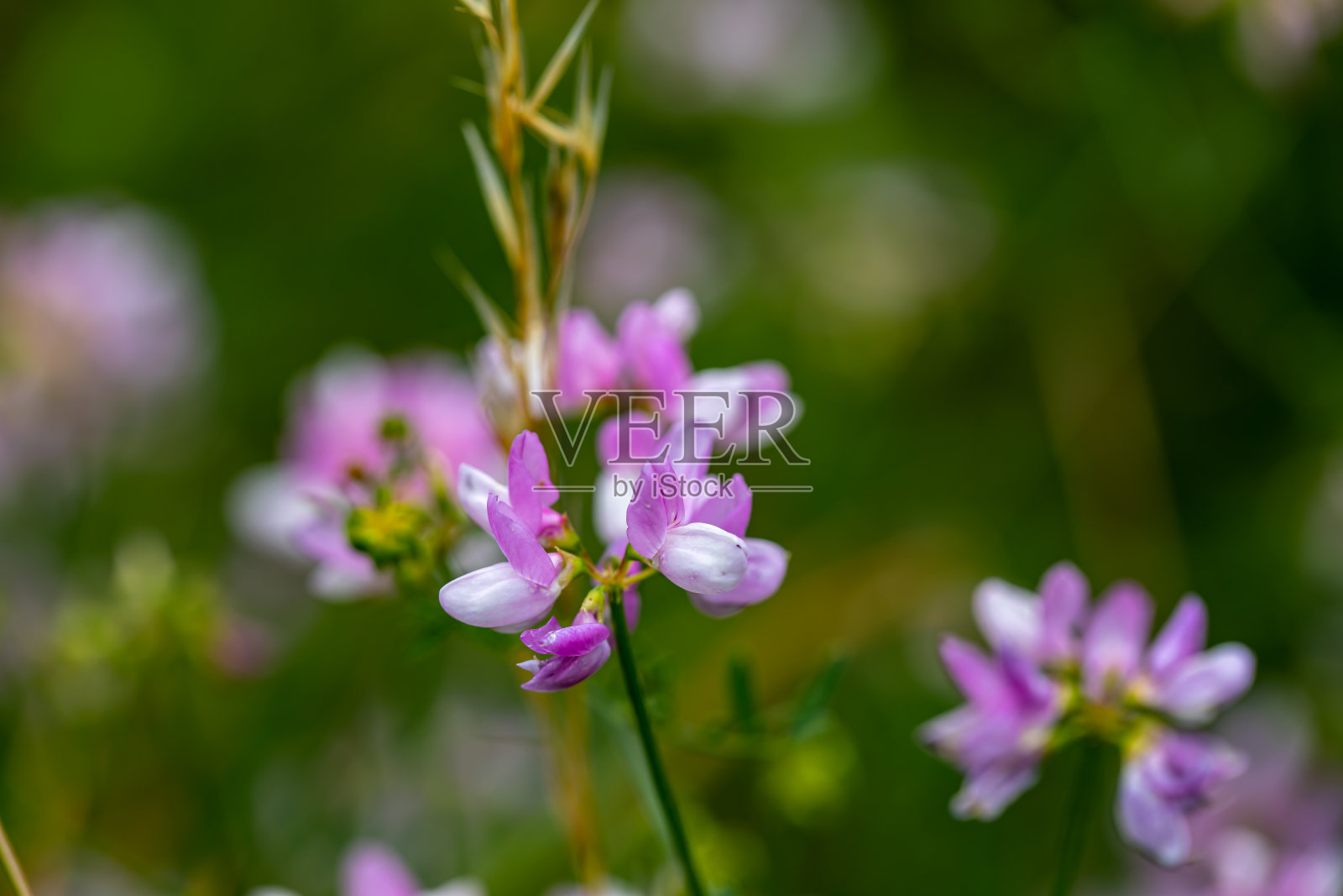在森林中生长的变种花，特写照片摄影图片