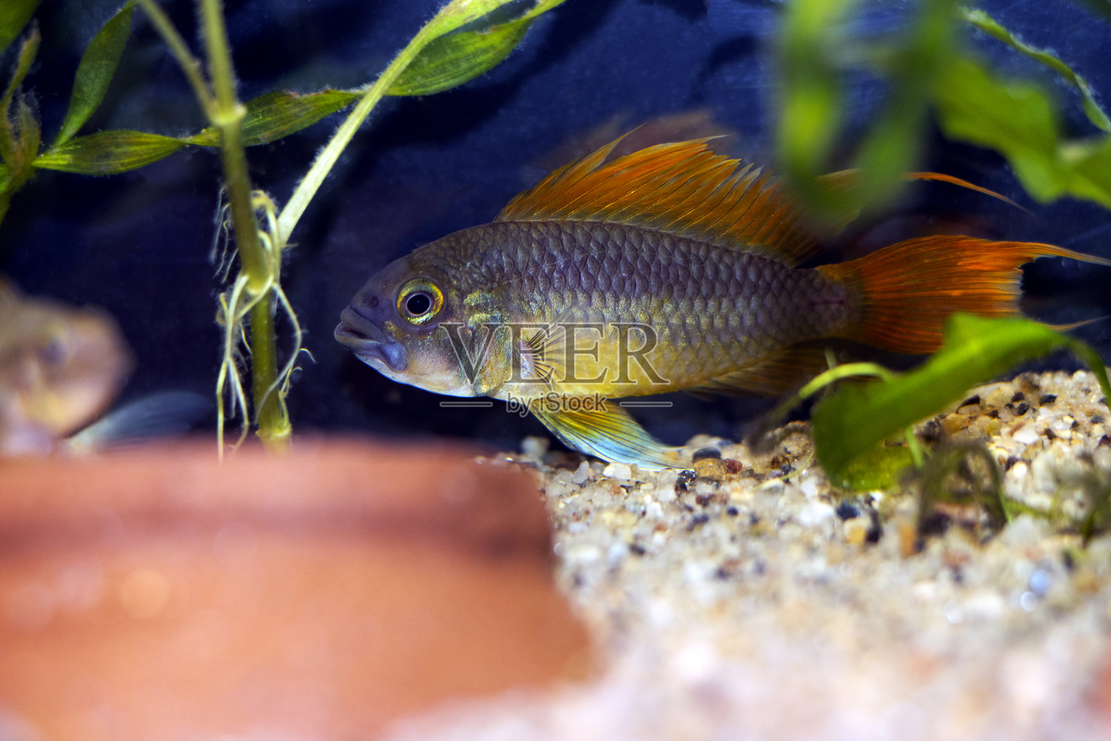 凤头鱼矮子慈鲷鱼照片摄影图片