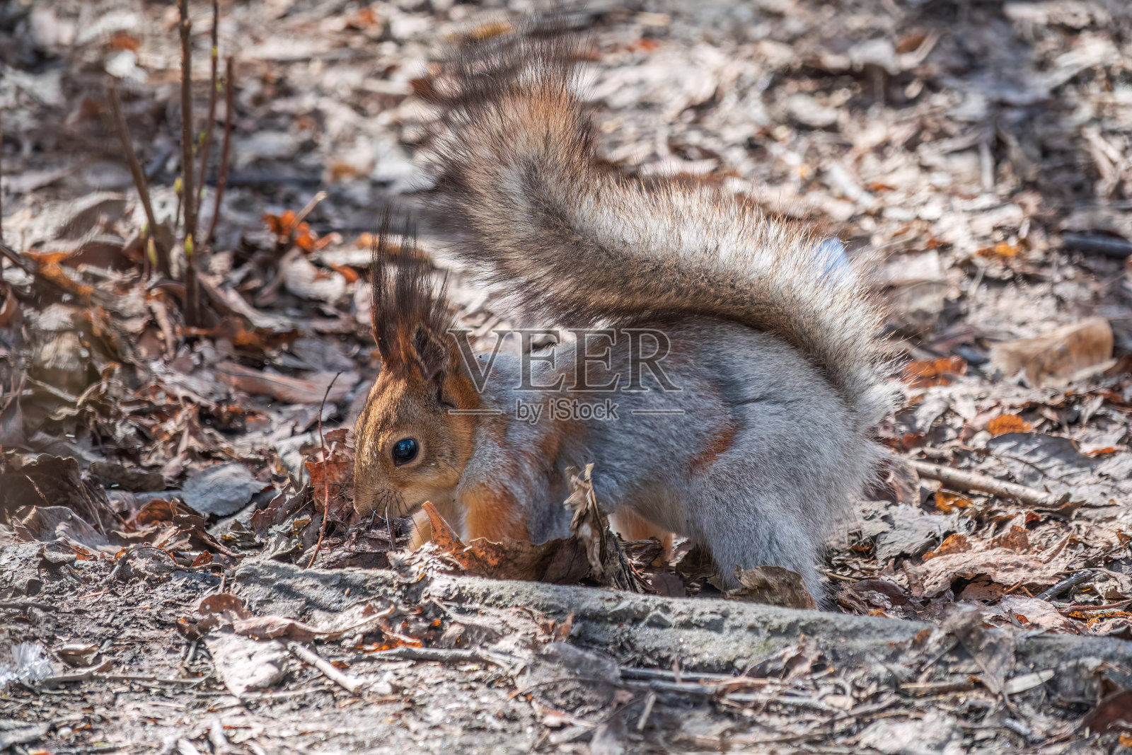 秋天或春天，松鼠把坚果藏在绿草地上，上面有掉落的黄叶照片摄影图片