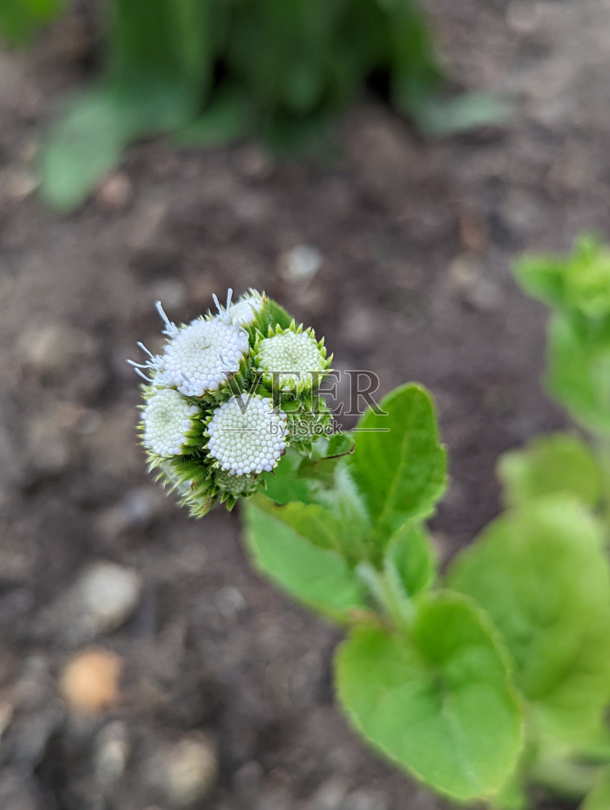 山羊草(Ageratum conyzoides)照片摄影图片