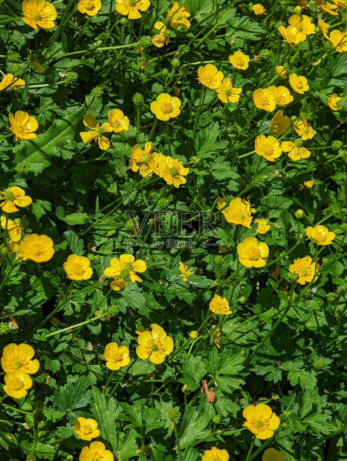 草地金凤花(金凤花)照片摄影图片