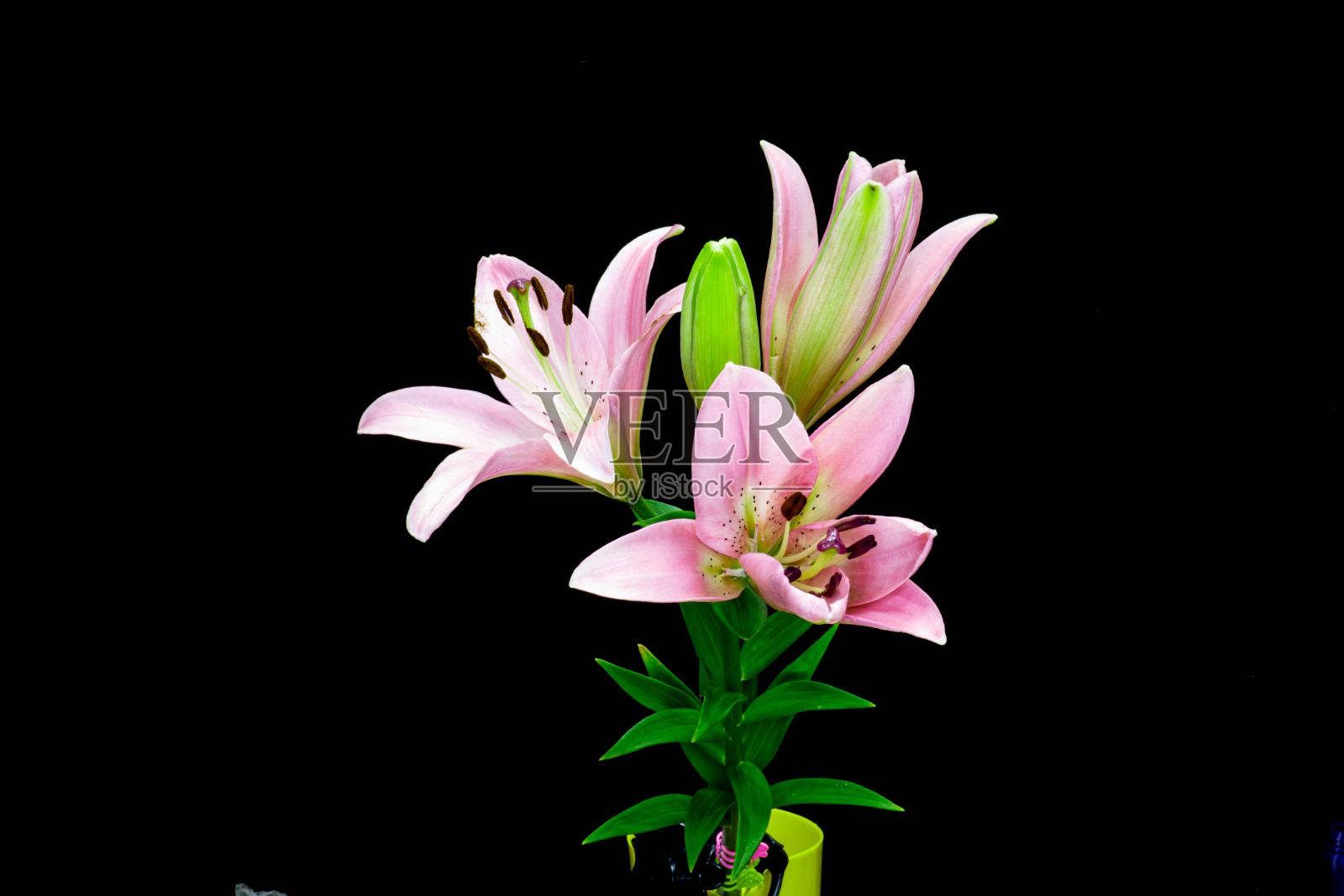 黑色背景上的粉红色百合，被称为Lilium parryi，在黑色背景下绽放。有文字的空间。照片摄影图片